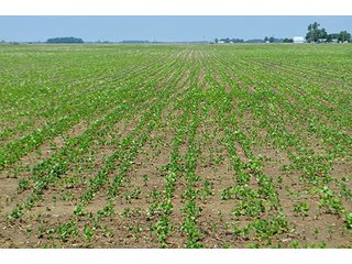 Property photo 36 - LAND AUCTION - 700+/- ACRES OFFERED IN 16 TRACTS IN ALLEN COUNTY, INDIANA